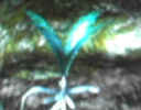 nirnroot found in the wilder