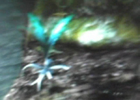 nirnroot